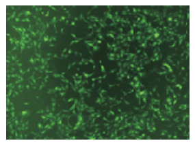 中乔新舟 生物科研 生物试剂 细胞技术服务 细胞标记 技术服务 绿色荧光蛋白标记试剂盒