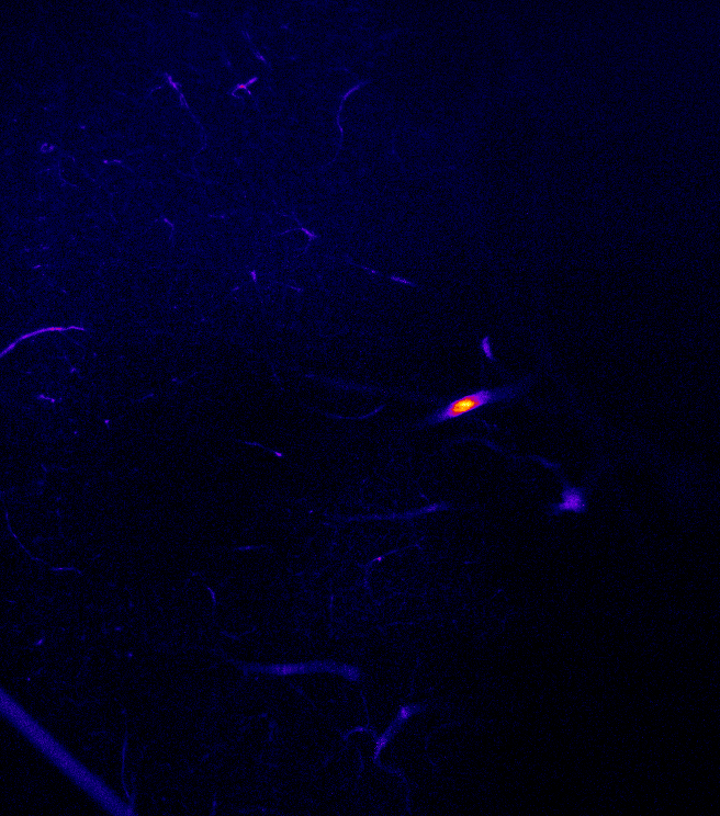 中乔新舟 生物科研 生物试剂 细胞技术服务 "组织/器官"拍摄显微镜LiTone XL