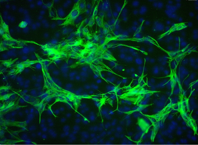 小鼠脊髓星形胶质细胞